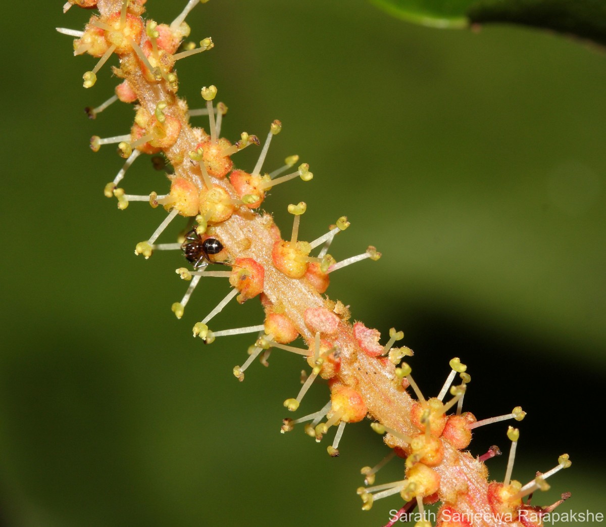 Antidesma bunius (L.) Spreng.